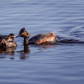 Eared Grebe