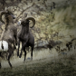 Bighorns in Battle