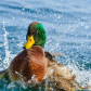 Mallard knows to create a splash