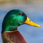 Mallard lateral profile