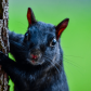 Something on your Nose Mr.Squirrel