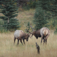 Elk duel in Banff National Park