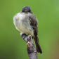 Eastern Phoebe