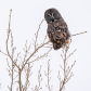 Great Grey Owl