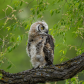 Great Horned Owl