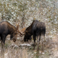 Bull Battle