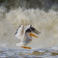 American White Pelican