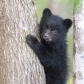 Tree climbing 