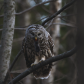 A Long-Awaited Prey