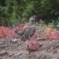 Female Spruce Grouse in Autumn Vegetation
