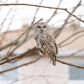 Owl City