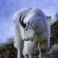 Rocky Mountain Goat