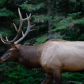 Elk in stride