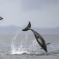 Energetic Dolphins 