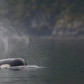 Orca dreams 