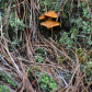 Mushrooms and Moss