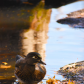 Sun Kissed Wood Duck 