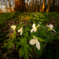 Spring Forest