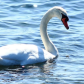 Swan on the lake