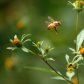 Bee finding some nectar