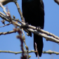 Common grackle in a tree