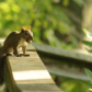 Squirrel gathering nuts