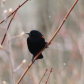 Red wing black bird in spring snow shower