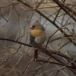 Cardinal in the tree