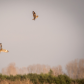Owl Play