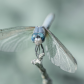 Delicate Wings