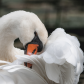 Shy Swan