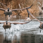 Stages of Flight