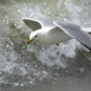 Soaring Gull