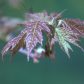 Tree leaves in the spring