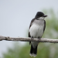 Perching Kingbird