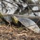 Sun Bathing Turtles