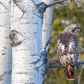 The Colours of the Red-tailed Hawk