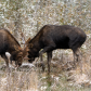 Bull Battle