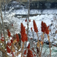 Sumac tops in snow atop the Canadian side of the Niagara Gorge