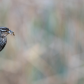 Female Black Bird