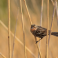 Female Black Bird