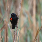Black Bird
