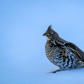 Ruffed Grouse 