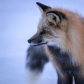 Red Fox