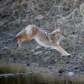 Coyote Crossing 