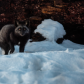 Black Fox Stardown