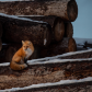 Red Fox 