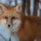 Foxes up close 