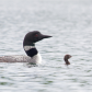Little Loon