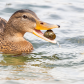 Ducks and Snails 